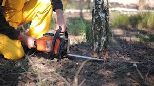 Best Tree Risk Assessment  in Arlington Heights, IL